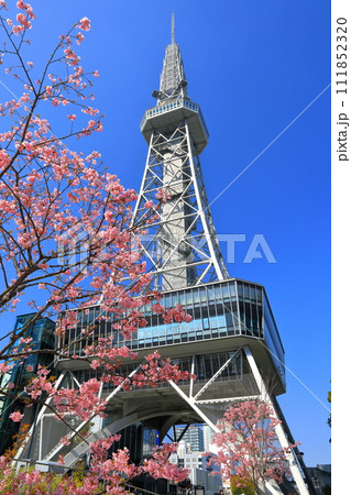 【愛知県】名古屋テレビ塔と河津桜 111852320