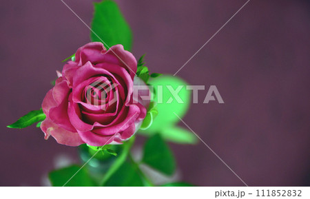 Flowers and romance template, St. Valentine's background Flowers and romance template, St. Valentine's background 111852832