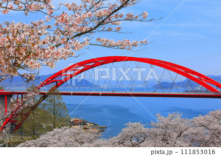 【広島県】桜が満開の第二音戸大橋(音戸の瀬戸) 【広島県】桜が満開の第二音戸大橋(音戸の瀬戸) 111853016