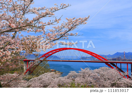 【広島県】桜が満開の第二音戸大橋(音戸の瀬戸) 【広島県】桜が満開の第二音戸大橋(音戸の瀬戸) 111853017