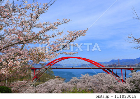 【広島県】桜が満開の第二音戸大橋(音戸の瀬戸) 【広島県】桜が満開の第二音戸大橋(音戸の瀬戸) 111853018