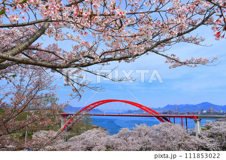 【広島県】桜が満開の第二音戸大橋（音戸の瀬戸） 111853022