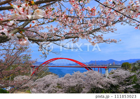 【広島県】桜が満開の第二音戸大橋（音戸の瀬戸） 111853023