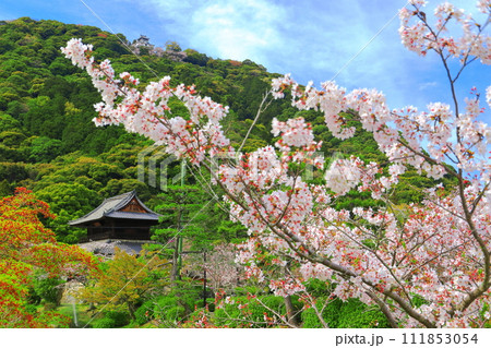 【山口県】満開の桜と錦雲閣と岩国城 111853054