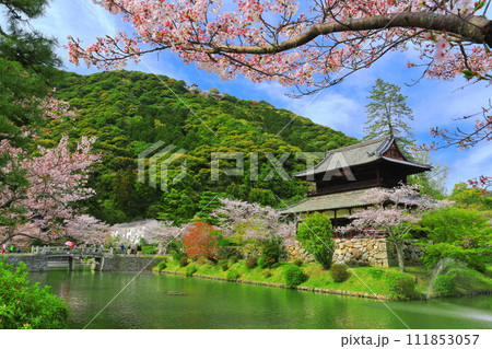 【山口県】満開の桜と錦雲閣と岩国城 111853057