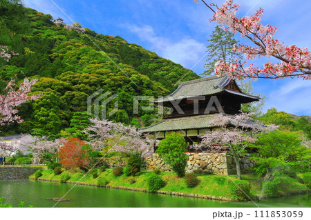 【山口県】満開の桜と錦雲閣と岩国城 111853059