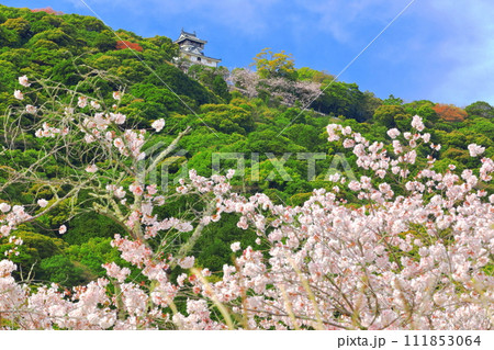 【山口県】満開の桜と岩国城 【山口県】満開の桜と岩国城 111853064
