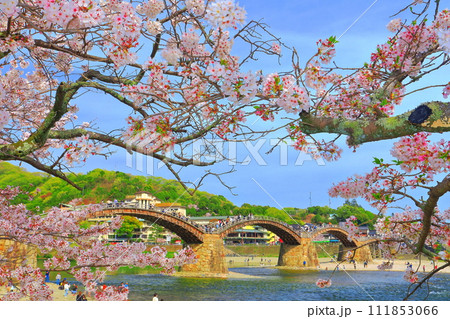 【山口県】満開の桜と錦帯橋 【山口県】満開の桜と錦帯橋 111853066