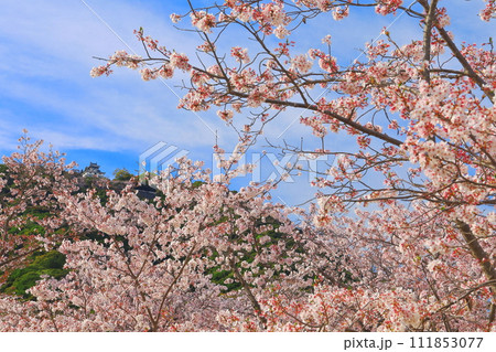 【山口県】満開の桜と岩国城 111853077