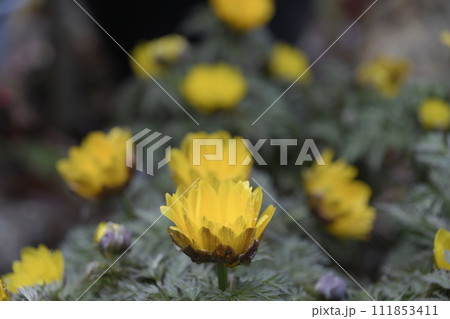 福寿草 111853411