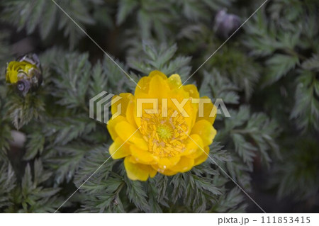 福寿草 111853415