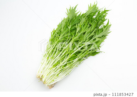 白バックの水菜 111853427