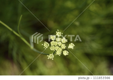 Narrow-leaved water-dropwort Narrow-leaved water-dropwort 111853566