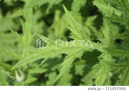 Southern globethistle 111853568