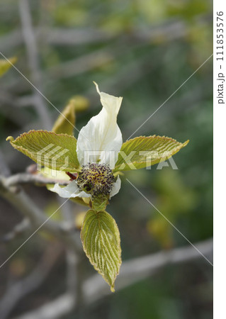 Handkerchief tree Handkerchief tree 111853576