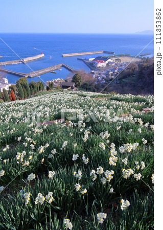 双海に咲き誇るスイセン (愛媛県 伊予市 日本水仙花開道) 双海に咲き誇るスイセン (愛媛県 伊予市 日本水仙花開道) 111853862