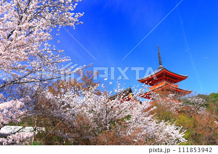 【京都府】快晴の清水寺の三重塔と満開の桜 111853942