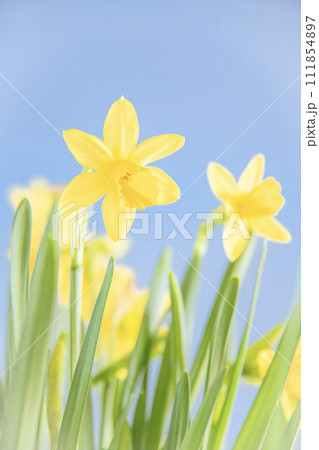 春を告げるスイセンの花 111854897