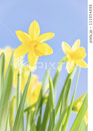 春を告げるスイセンの花 春を告げるスイセンの花 111854898