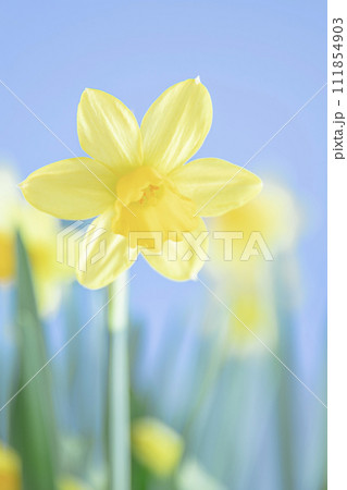 春を告げるスイセンの花 春を告げるスイセンの花 111854903