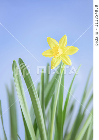 春を告げるスイセンの花 111854939