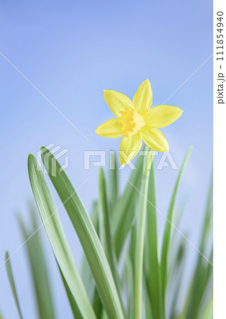 春を告げるスイセンの花 111854940