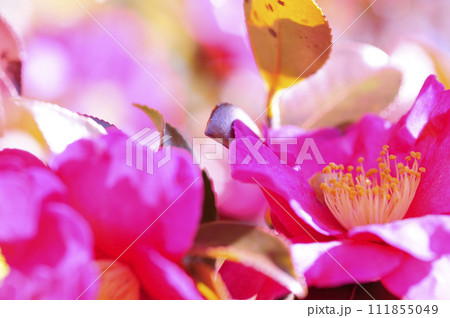 近所で見た山茶花 111855049