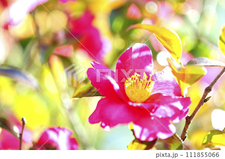 近所で見た山茶花 111855066