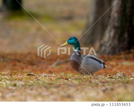 地面を歩くマガモ・コピースペース 地面を歩くマガモ・コピースペース 111855653