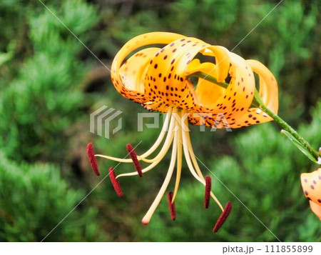 オニユリの花 オニユリの花 111855899