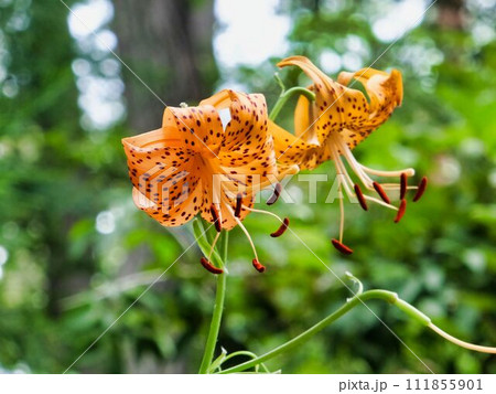 コオニユリの花 コオニユリの花 111855901