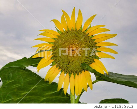 ヒマワリの花 ヒマワリの花 111855912