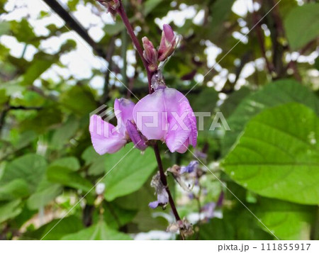 フジマメの紫色の花 111855917