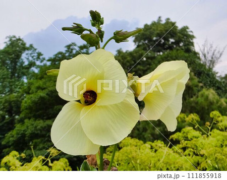 トロロアオイの黄色い花 111855918