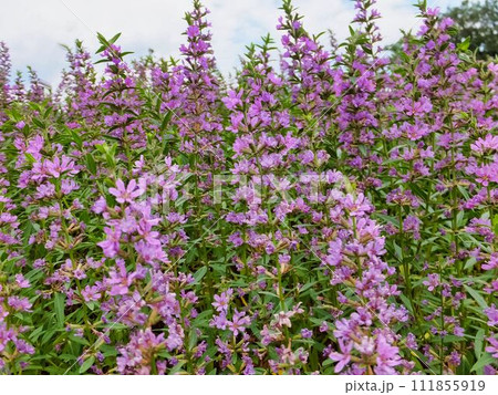 ミソハギの紫色の花 ミソハギの紫色の花 111855919