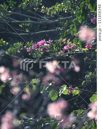 早春の暖かい光に照らされるブーゲンビリア 早春の暖かい光に照らされるブーゲンビリア 111856348