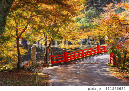 京都高雄の紅葉　清滝川に架かる朱色の高雄橋 111856622