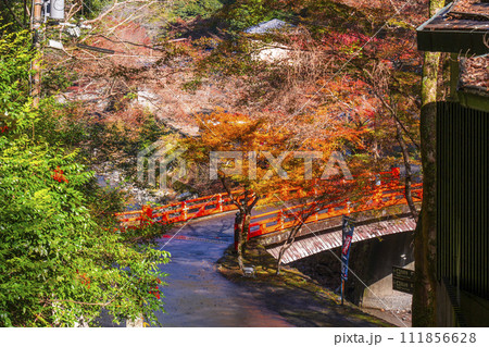 京都高雄の紅葉 清滝川に架かる朱色の高雄橋 京都高雄の紅葉 清滝川に架かる朱色の高雄橋 111856628