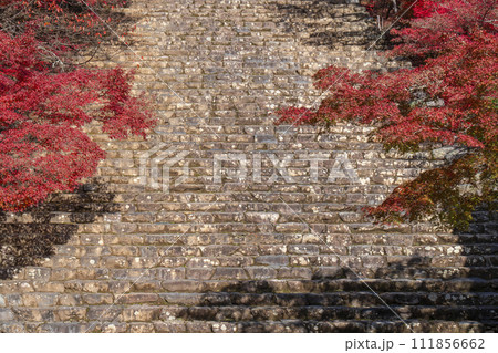 秋の京都高雄　神護寺　紅葉に包まれた金堂と石段 111856662