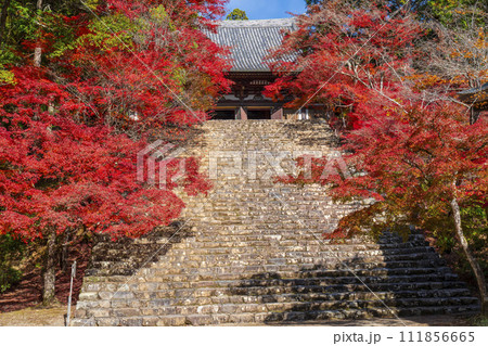 秋の京都高雄　神護寺　紅葉に包まれた金堂と石段 111856665