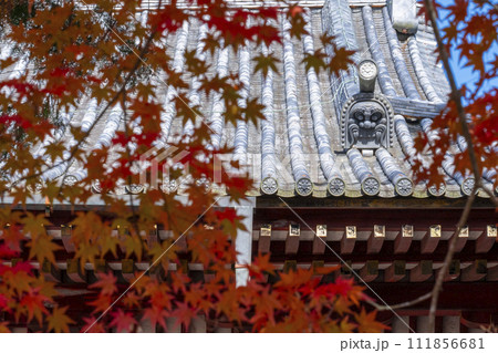 秋の京都高雄　神護寺　紅葉に包まれた金堂の屋根 111856681