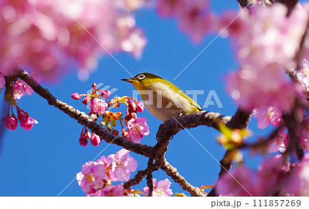メジロ舞う河津桜 111857269