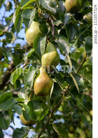 Shiny delicious pears hanging from a tree branch in the orchard.. 111857324