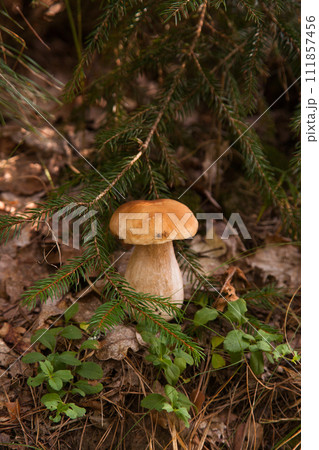 Porcini mushroom growing in pine tree forest at autumn season.. Porcini mushroom growing in pine tree forest at autumn season.. 111857456