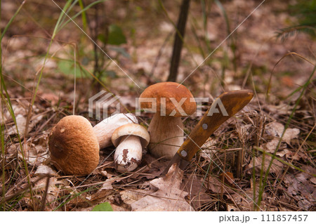 Pile of porcini mushrooms in pine tree forest at autumn season.. Pile of porcini mushrooms in pine tree forest at autumn season.. 111857457