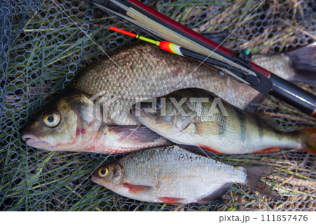 Assort kinds of fish - freshwater common bream, common perch or European perch, white bream or silver bream with float rod on black fishing net.. Assort kinds of fish - freshwater common bream, common perch or European perch, white bream or silver bream with float rod on black fishing net.. 111857476
