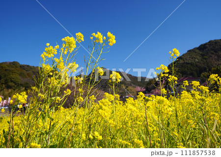 伊豆の春 111857538