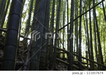 京都の緑豊かな日差しの竹林 京都の緑豊かな日差しの竹林 111857674