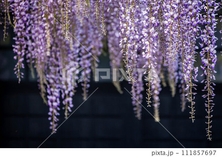 藤の花 藤の花 111857697