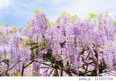 藤の花 111857700